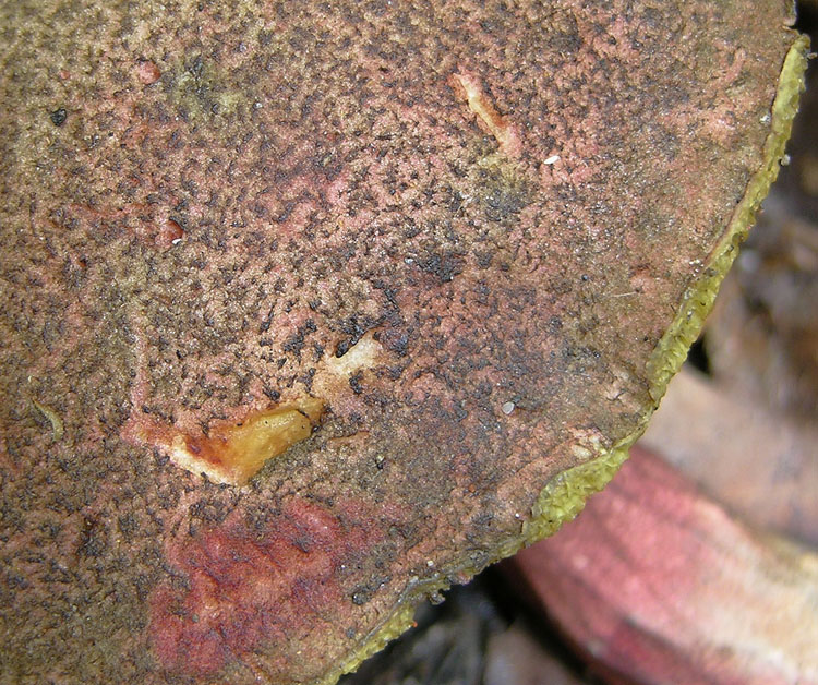 Xerocomus sp.